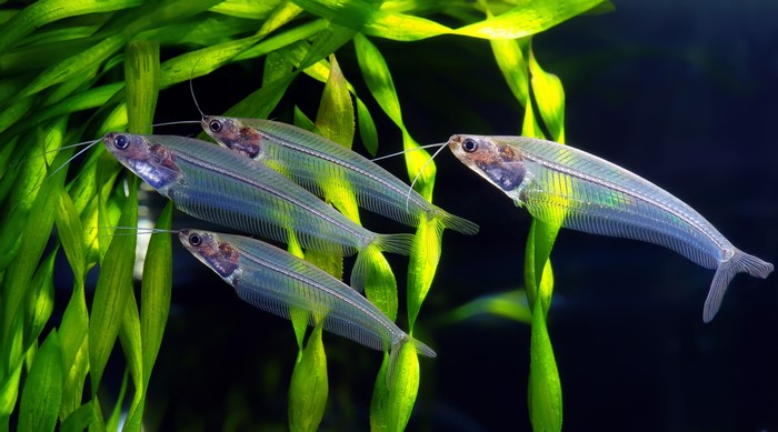 Four Glass Catfish in Aquarium