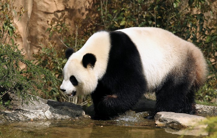 Giant Panda walking near water and rocks