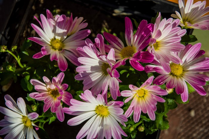 4K Chrysanthemums Closeup