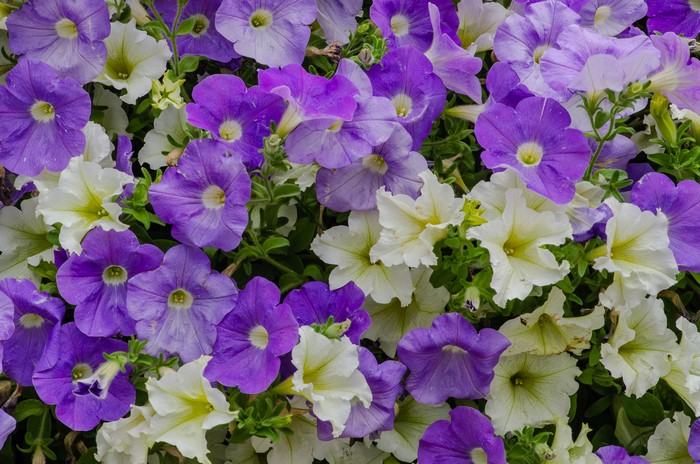 4K Petunia Closeup