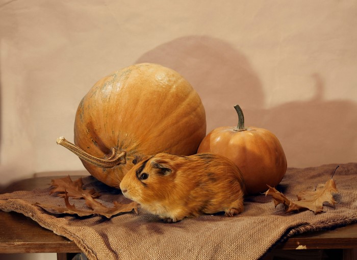 Guinea pig with pumpkins and autumn leaves