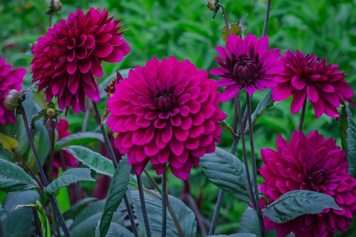 Deep Pink Dahlias in Bloom