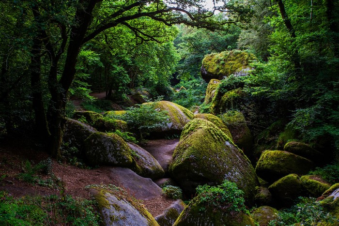 Huelgoat Forest in France with moss-covered stones and trees