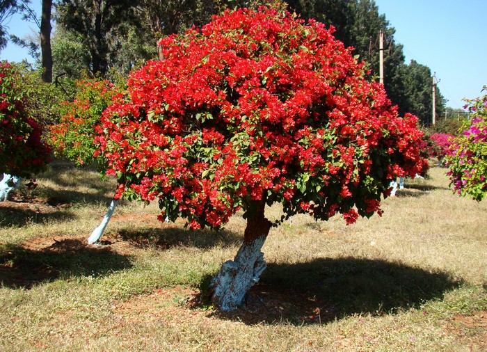 Red Bougainvillea trees in a park