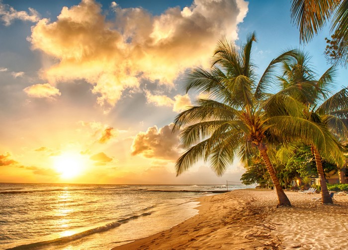 Barbados Sunset with Palm Trees on the Coast