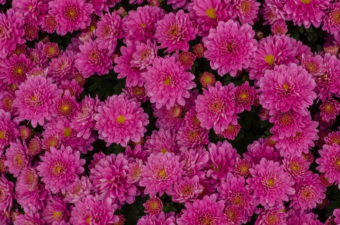 Close-up of many pink chrysanthemums