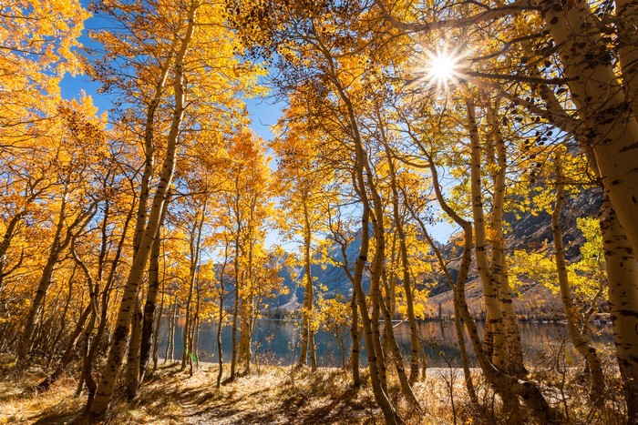 Aspen trees with golden leaves by a lake in California