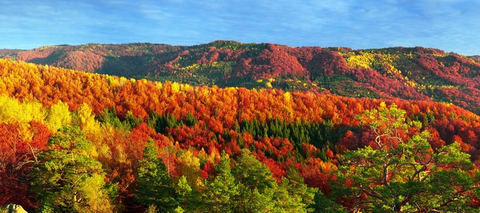 Autumn Mountains and Forests in Zakarpattia, Ukraine