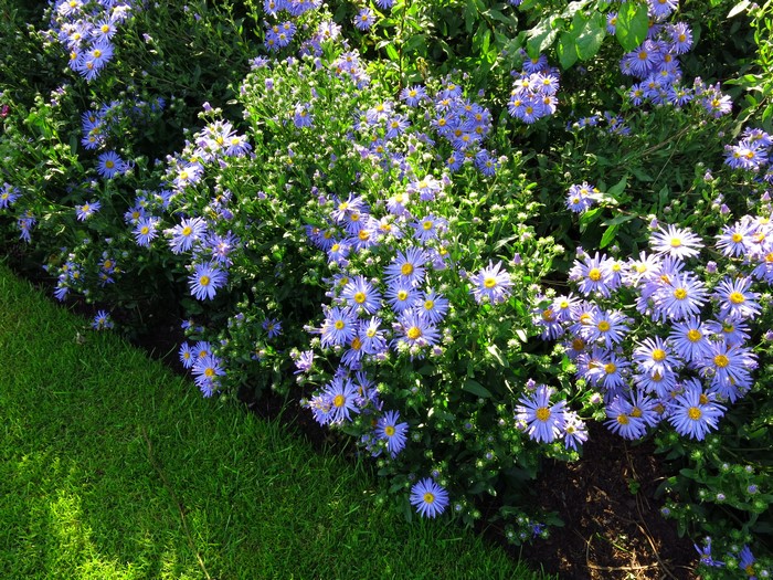 Violet Asters blooming in a garden next to grass