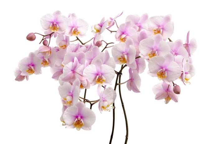 Pink Orchids on White Background