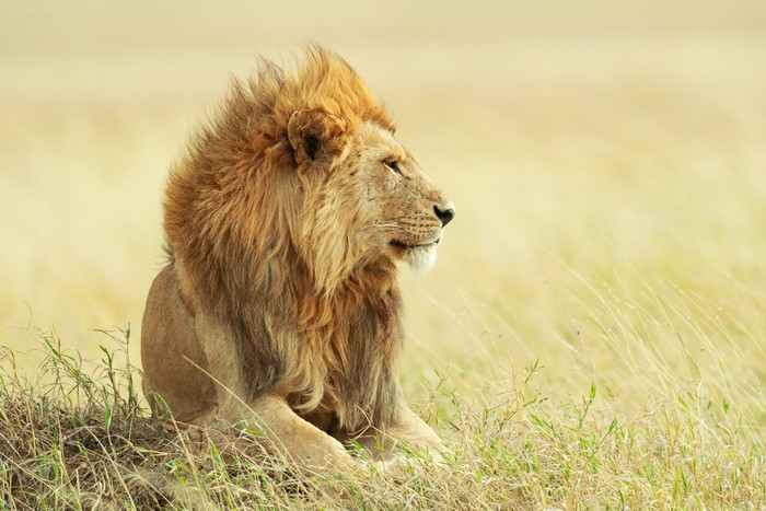 Lion resting in tall grass