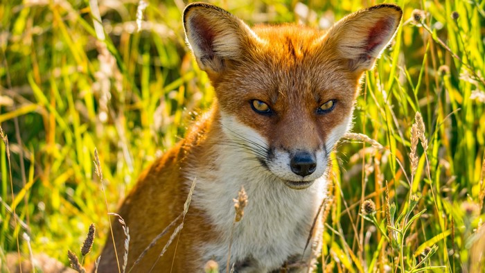Fox in tall grass