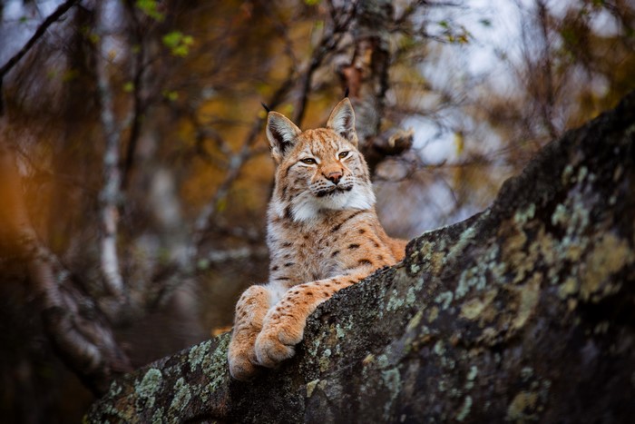 Lynx resting on a tree branch