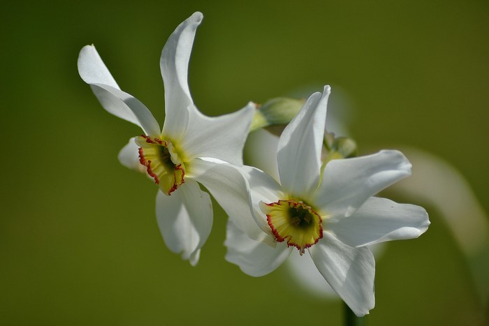 Two white daffodils with yellow and red centers