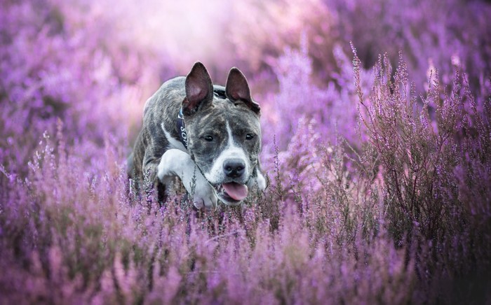 Brindle Pitbull dog running through purple heather field