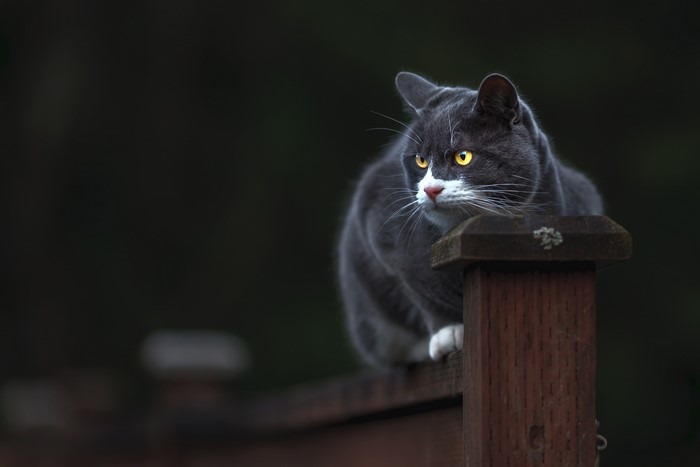 Grey cat with yellow eyes on a wooden fence