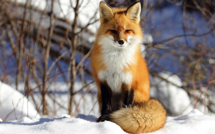 Red Fox Sitting in Snow During Winter