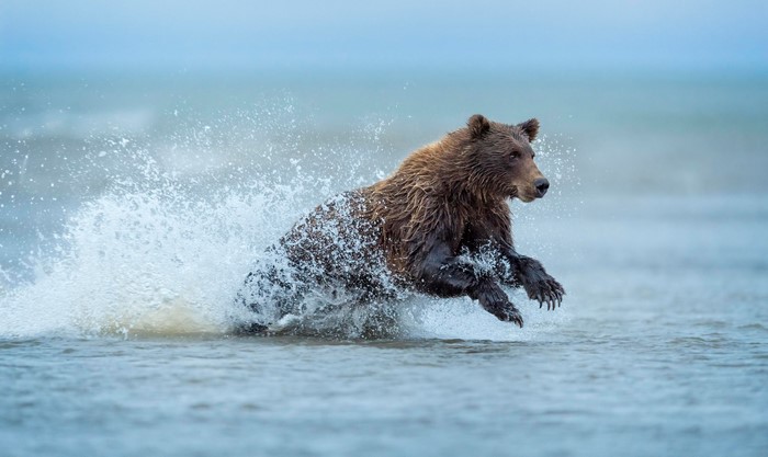 Brown bear running through water with splash