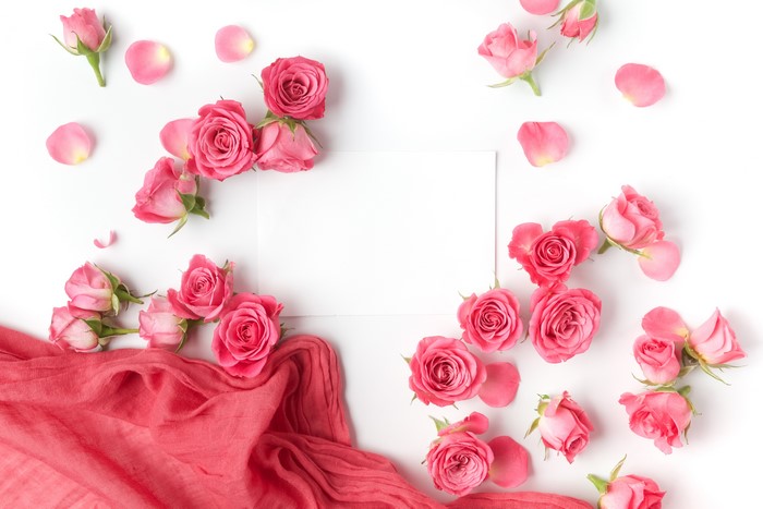 Pink Roses and Petals on White Background
