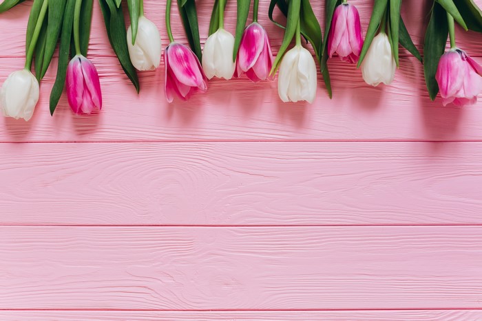Pink and white tulips on pink wood planks