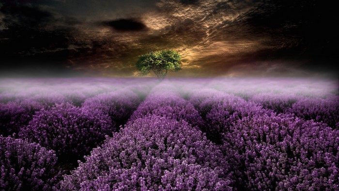Lavender field at dusk with a lone tree