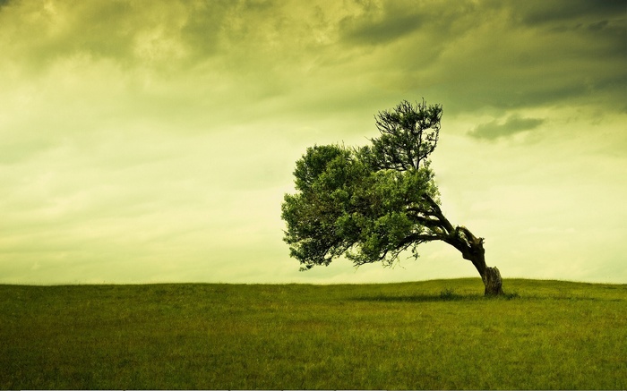 Lone tree on a grassy hill under a cloudy sky