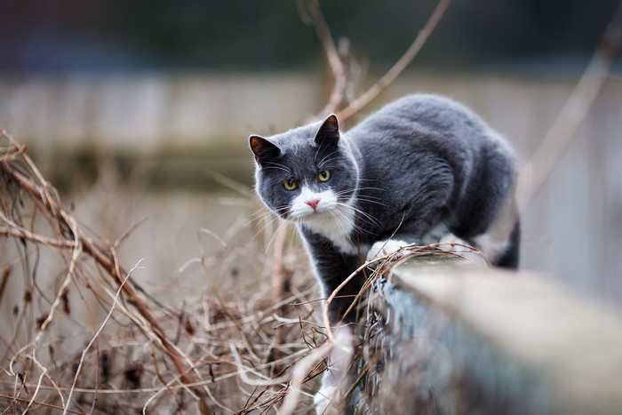 A grey and white cat on a fence