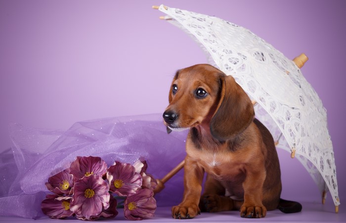 Dachshund puppy under a lace umbrella with flowers