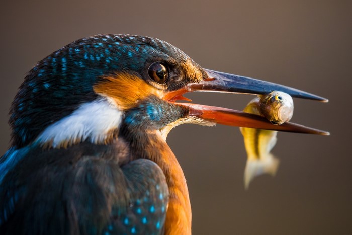Common Kingfisher holding a small fish in its beak
