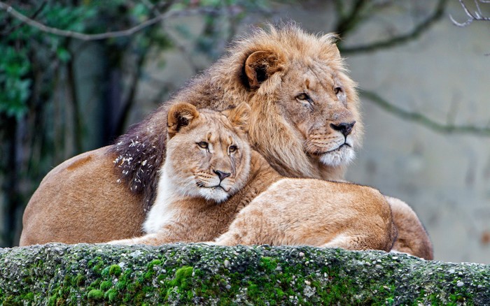4K Lions and Lioness on Mossy Rock
