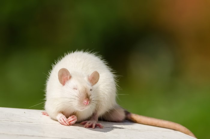 White Rat with Eyes Closed Outdoors
