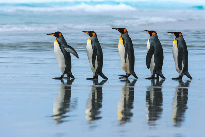 Five King Penguins walking on a beach
