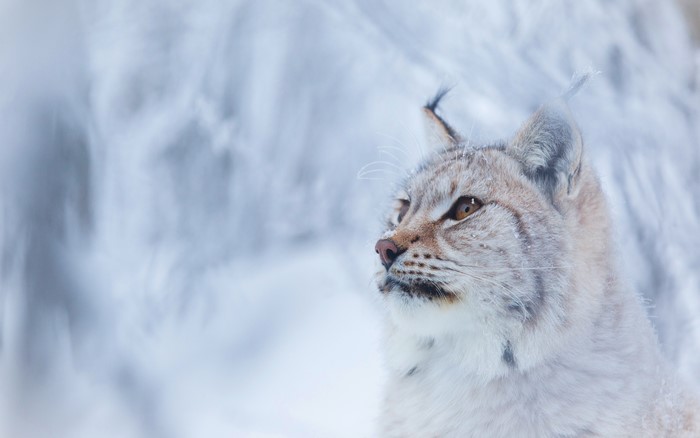 Lynx looking to the side in the snow
