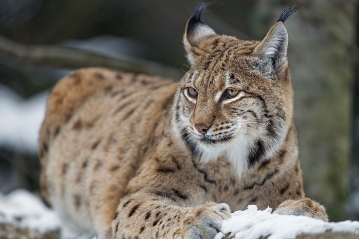 Lynx looking to the side in the snow