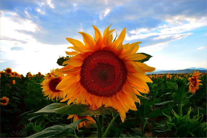 Field of Sunflowers at Sunset