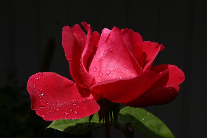 Red rose with water drops