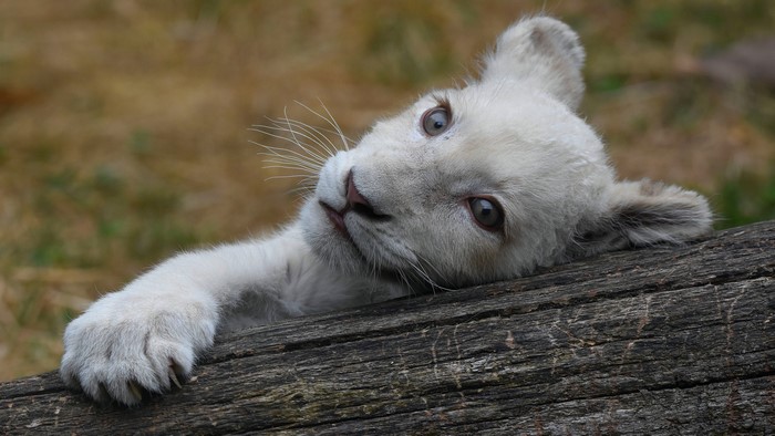 White Lion Cub Lying on a Log