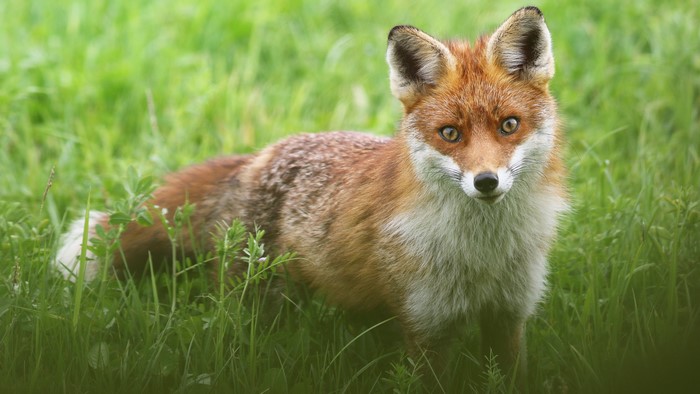 Red Fox in Green Grass