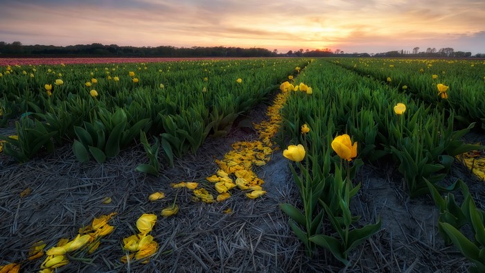 4K Tulips Field at Sunset