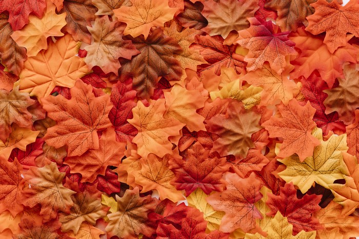 Autumn Maple Leaves Texture 4K