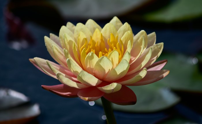 Closeup of a yellow and pink water lily