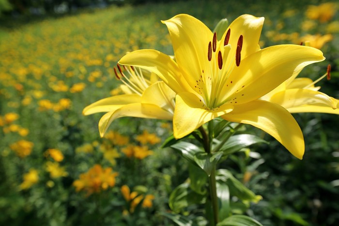 Yellow Lilies in a Field