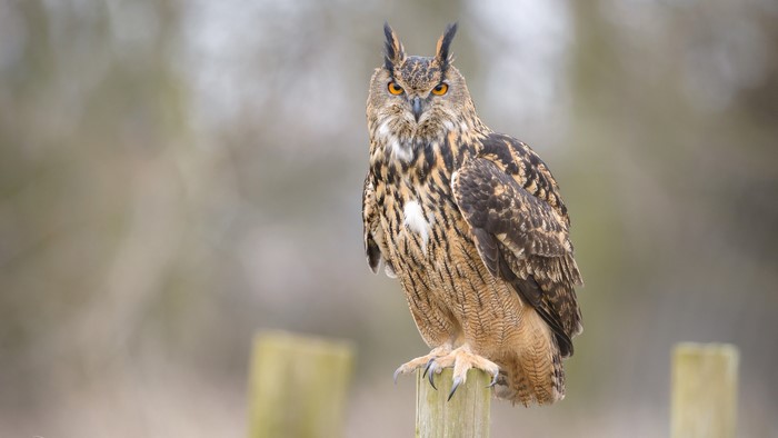 Eurasian Eagle-Owl perched on a wooden post