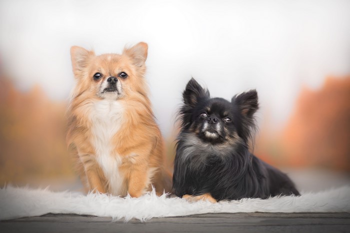 Two Chihuahuas, one black and one ginger