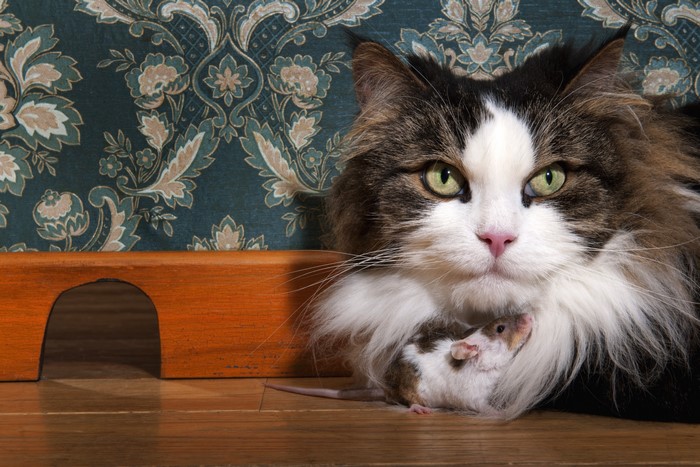 Cat and Mouse Near Wooden House