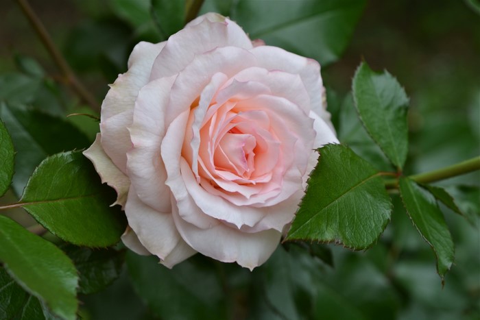 Close-up of a delicate pink rose with green leaves