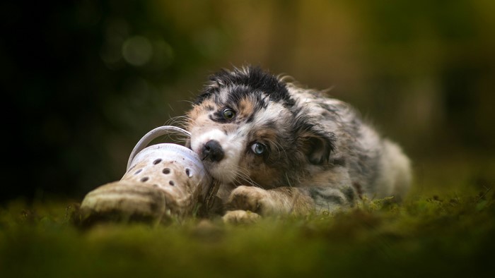 Australian Shepherd puppy chewing on a shoe