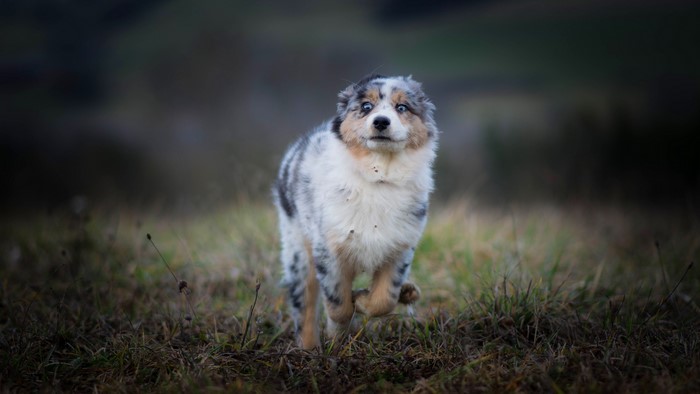 Australian Shepherd puppy running in a field