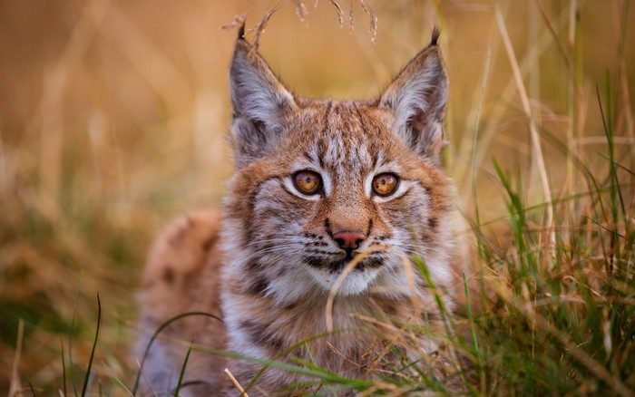 Lynx looking through grass