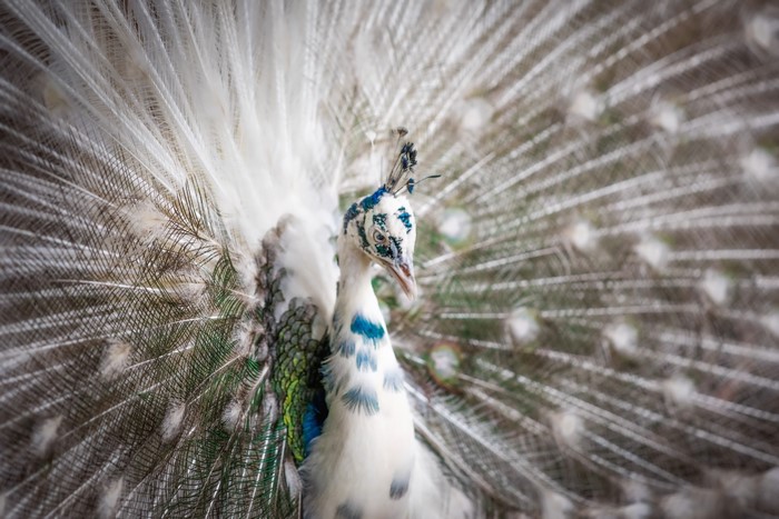 White peacock displaying its feathers